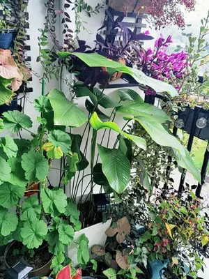 a bunch of plants in pots next to a wall at #MyUrbanGetaway at CameronFair, Cameron Highlands in Tanah Rata