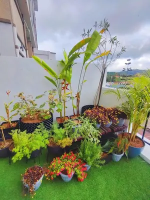 a bunch of potted plants sitting on the grass at #MyMidoriGetaway , CameronFair, Cameron Highlands in Tanah Rata