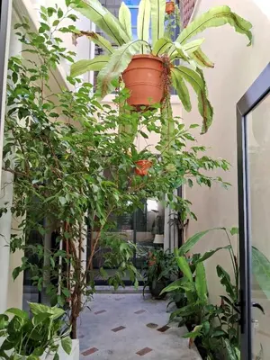a plant in a pot hanging from a building at Georgetown vintage garden 5pax 2BR Homestay in George Town