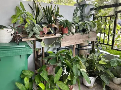 a bunch of potted plants on a balcony at Seri Hayzar Homestay in Gua Sai