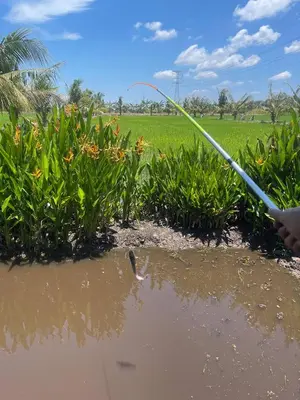 a person using a hose to irrigate a field at Akira Laman Padi Tg Karang in Tanjung Karang