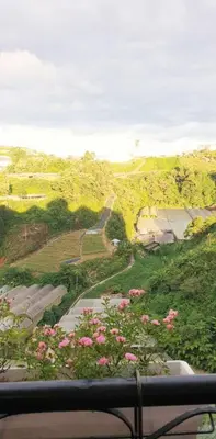 a view of a field with pink flowers on a hill at #MyHighlandGetaway at OmniCassia Cameron Highlands in Cameron Highlands