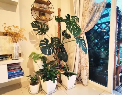 a group of potted plants sitting next to a window at #MyHighlandGetaway at OmniCassia Cameron Highlands in Cameron Highlands