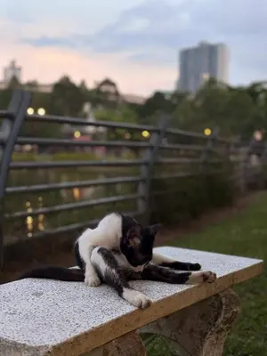 a black and white cat laying on a bench at test place in Gua Sai