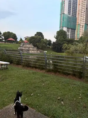 a black and white cat sitting in the grass at test place in Gua Sai