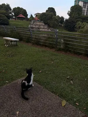 a black and white cat sitting on the ground at test place in Gua Sai