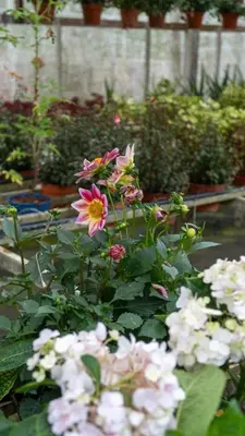 a bunch of pink and white flowers in a garden at B10-5-1 Silverpark Resort -No Lift in Bukit Fraser