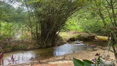 a river in a forest with a bridge over it at Capital O 91205 Palong Hill Chalet & Resort in Baling