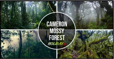 a collage of images of a forest with the words campcolm mossy forest at Palas Horizon Home A-6-15 in Brinchang