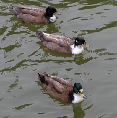 three ducks swimming in the water at A357 Silverpark Resort Best Mountain view in Bukit Fraser