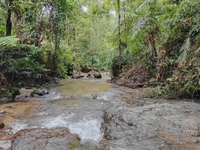 a stream in the middle of a jungle with trees at A3-6-1Silverpark LuxMountsin view Lifted unit in Bukit Fraser