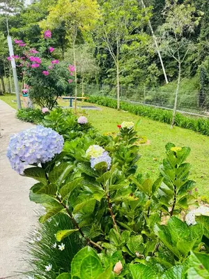 a garden filled with purple and white flowers at Rich field Cameron Highlands Homestay-Peony Square-3BDR 2BTH-8PAX in Cameron Highlands