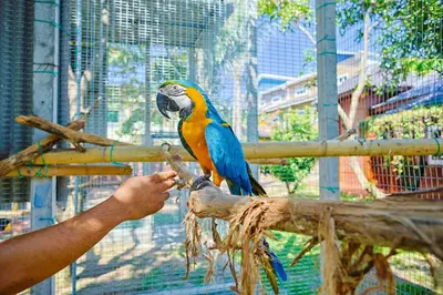 a person feeding a colorful bird in a cage at DAWA Brickhouse - Balinese Guesthouse in Thompson Ipoh by Ryokan Management in Ipoh