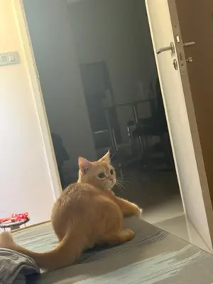an orange cat sitting on the floor in an open door at Прикол in George Town