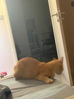 an orange cat sitting on the floor in an open door at Прикол in George Town