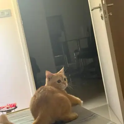 Прикол