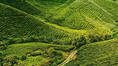 an aerial view of a field of green plantations at CAMERON HIGHLAND CENRTUM BRINCHANG Homestay By Dcozy 6-7pax in Brinchang
