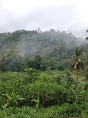 a lush green forest with a mountain in the background at Homestay Teratak Atas Bukit
