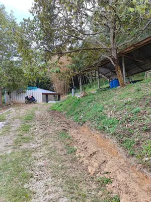 a dirt road next to a field with a tree at Homestay Teratak Atas Bukit