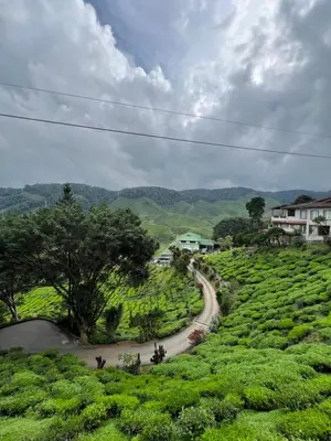 a winding road in a field of tea plantations at Cameronian Lodge by AziziCameron in Tanah Rata