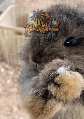 a close up of a stuffed animal with its paw at Kerlingfornia Pond View Homestay and Farmstead in Kerling