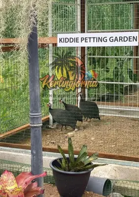 a bird cage with two black birds in it at Kerlingfornia Kiddo Kingdom in Kerling