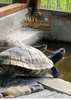 a turtle is standing in the water at a zoo at Kerlingfornia Kiddo Kingdom in Kerling