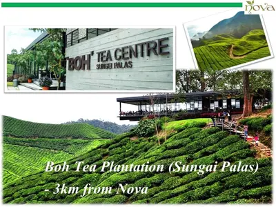 a collage of pictures of a tea plantation at Cameron Nova Highlands Resort V in Brinchang