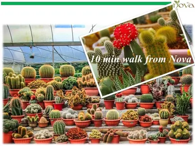 a display of cacti and other plants in a greenhouse at Cameron Nova Highlands Resort VIII in Brinchang