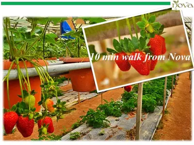 a picture of strawberries growing in a garden at Cameron Nova Highlands Resort VIII in Brinchang