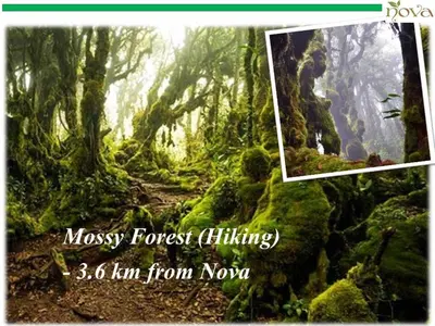 a picture of a forest with mossy forest filling at Cameron Nova Highlands Resort VIII in Brinchang
