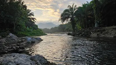 a river with rocks and palm trees on the side at Batu Puteh Chalet by the River, Pool, WIFI