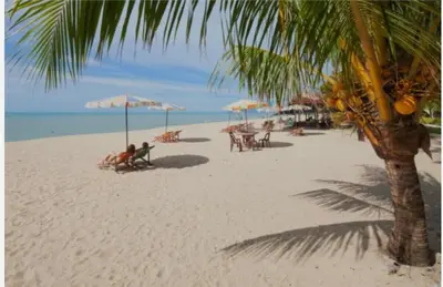 a beach with chairs and umbrellas and a palm tree at By the sea Beach Front, Seaview And Pool side in Batu Ferringhi