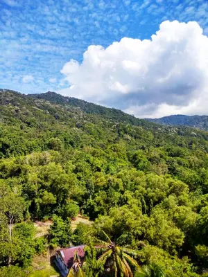 an aerial view of a lush green forest with a house at Jean CleanComfy Apt Near Beach in Batu Ferringhi