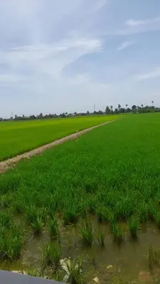 a field of green grass with a dirt road at Fauziah Sungai Besar Homestay in Sungai Besar