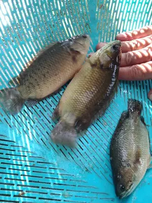 three fish in a net with a persons hand at Aziyaa Homestay rumah no1 in Sungai Besar