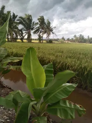 a large green plant in front of a field at Aziyaa Homestay rumah no1 in Sungai Besar