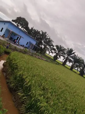 a blue house next to a field with palm trees at Aziyaa homestay rumah no2 in Sungai Besar