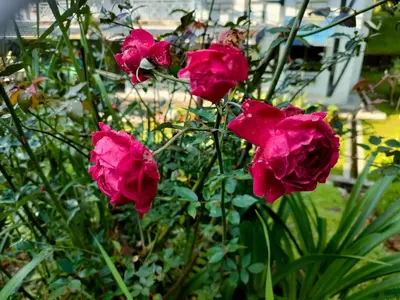 a group of pink roses in a garden at PAS Homstay CH 2026 in Tanah Rata
