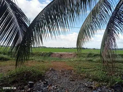 a view of a palm tree in a field at Tepian Sawah Semanggol in Simpang Ampat Semanggol