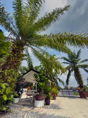 a palm tree on a beach with a tent at Swit60 Homestay in Sungai Besar
