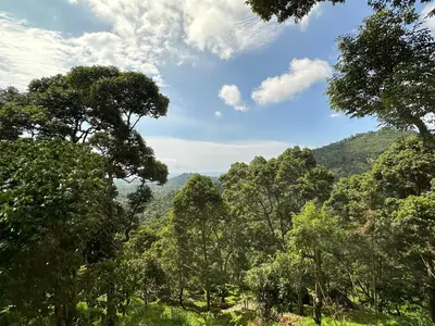 a view of a forest with mountains in the background at Bao Sheng Durian Farm in Balik Pulau