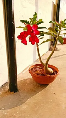 a red flower in a pot on the ground at A K Homestay in Sungai Petani