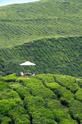 a table with an umbrella and chairs in a tea plantation at Cameron Highlands Resort - Small Luxury Hotels of the World in Cameron Highlands