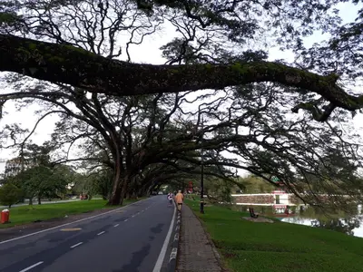 a tree hanging over a road next to a street at Teratak Opah Kamunting in Taiping