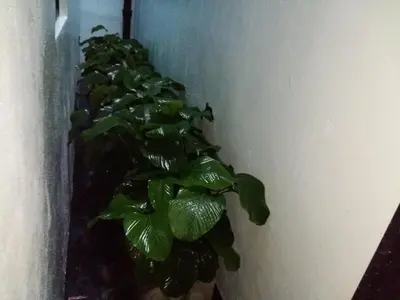 a group of green plants sitting next to a wall at Brick Box Hotel @ Oldtown Ipoh in Ipoh