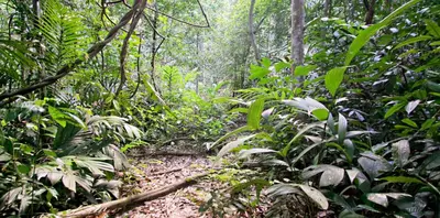 a dirt trail in a lush green forest at Pangkor Lot 10 Vacation Studio in Pangkor