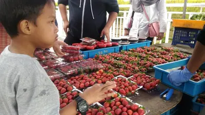 a young boy standing in front of a display of strawberries at DreamScape Apartment @ Golden Hill in Cameron Highlands