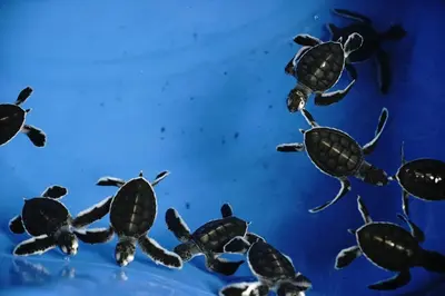 a group of turtles swimming in a tank at Sri Sayang by Coral Holiday Resort in Batu Ferringhi