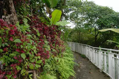 a white fence next to a bunch of flowers at Tropical Dream CH night market in Cameron Highlands